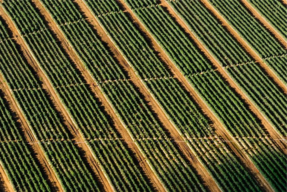 Vue aérienne de rangées de cultures dans une exploitation agricole
